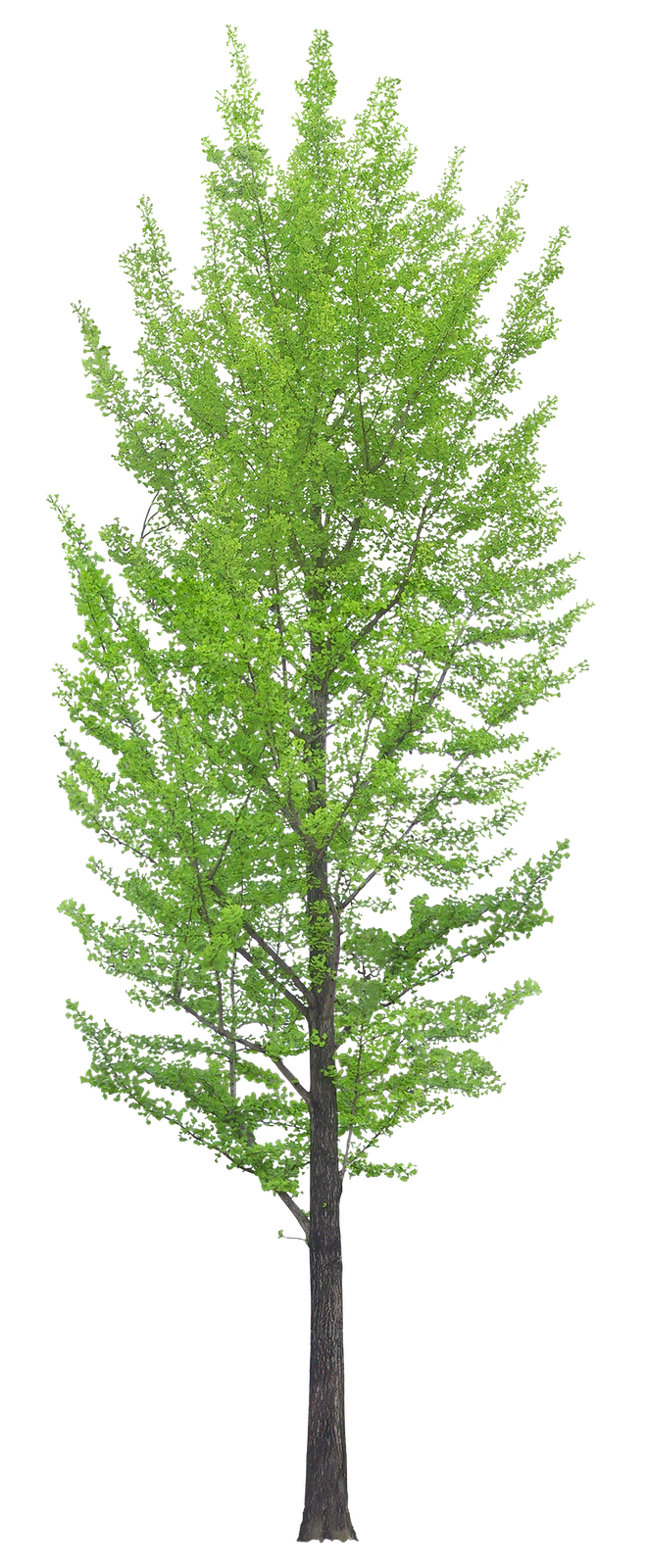 Descripción de la imagen